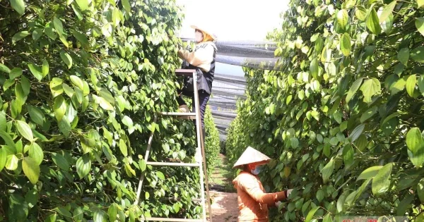 Giá tiêu đi ngang phiên đầu tuần: Cân bằng cung - cầu hay dòng tiền chờ đợi?