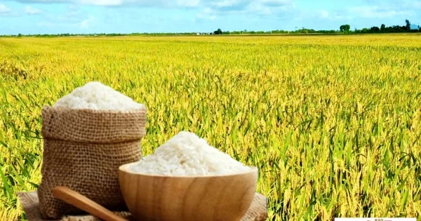 Giá gạo Jasmine tăng 1.000 đồng/kg: Tín hiệu gì cho thị trường lúa gạo và hàng hóa cơ bản?