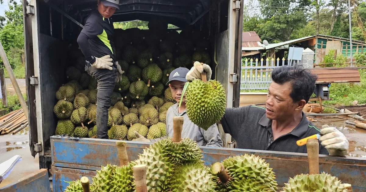 Giá cà phê bật tăng cuối tuần: Căng thẳng nguồn cung khu vực và sự trỗi dậy của cầu Trung Quốc