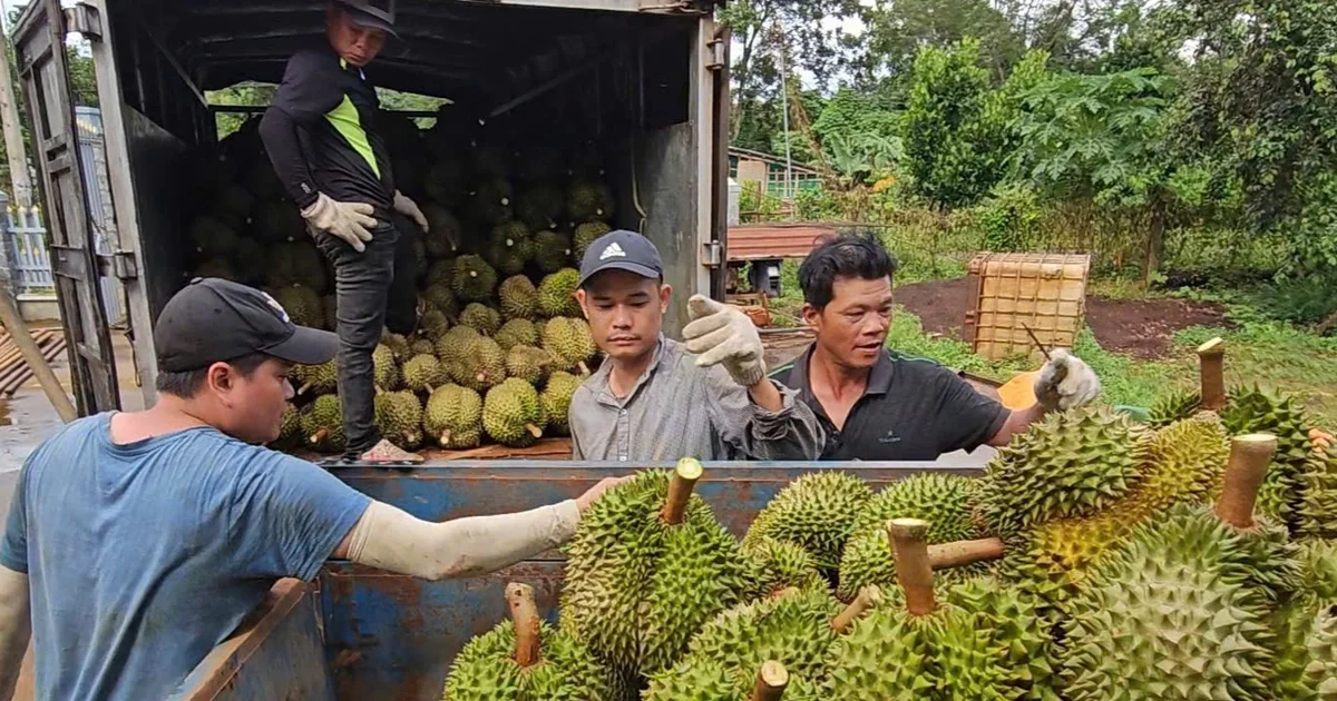 Sầu riêng vẫn là 'vua rau quả': Xuất khẩu khởi sắc nhờ lợi thế mùa vụ - Góc nhìn từ dòng tiền hàng hóa