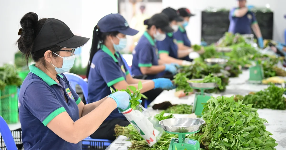 Hợp tác xã 'nghĩ lớn': Từ sản xuất nhỏ lẻ đến chuỗi giá trị nông nghiệp tương lai