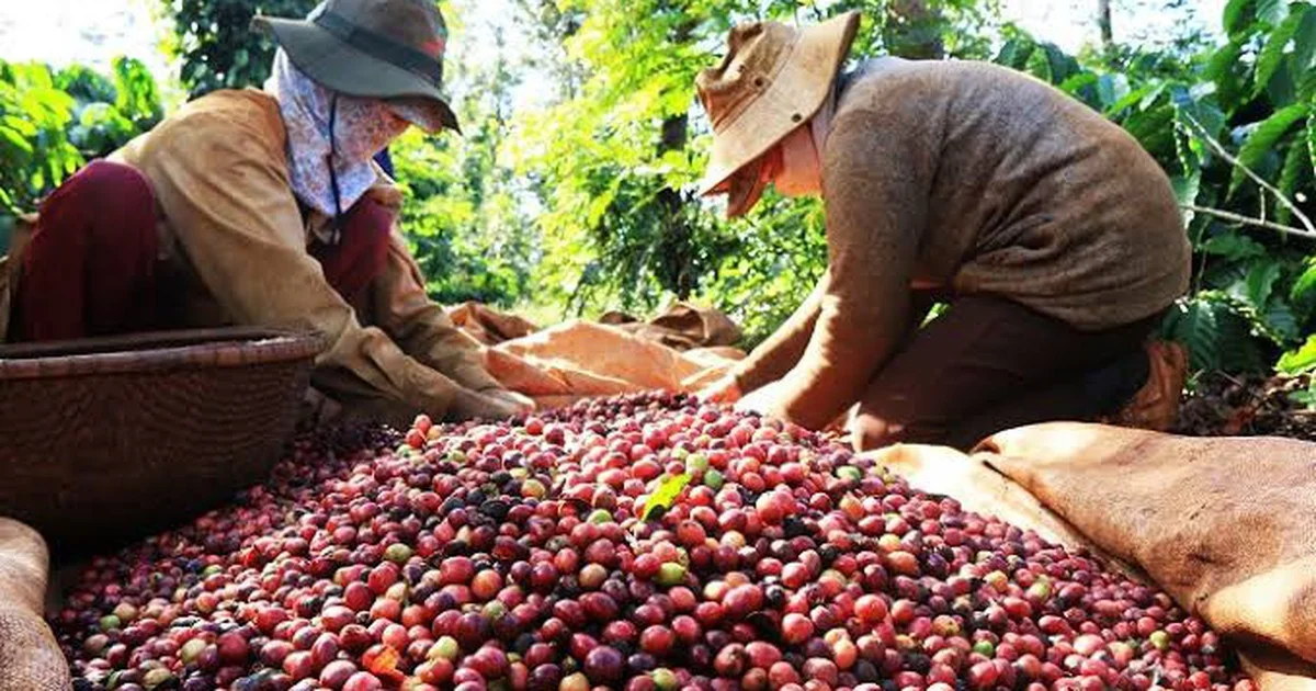 Từ yêu cầu EUDR đến 'hộ chiếu số' vùng trồng: Áp lực chi phí tuân thủ và cơ hội tái định giá cho nông sản Việt