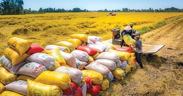 Thị trường gạo toàn cầu thay đổi: Gạo Việt đang ở đâu?
