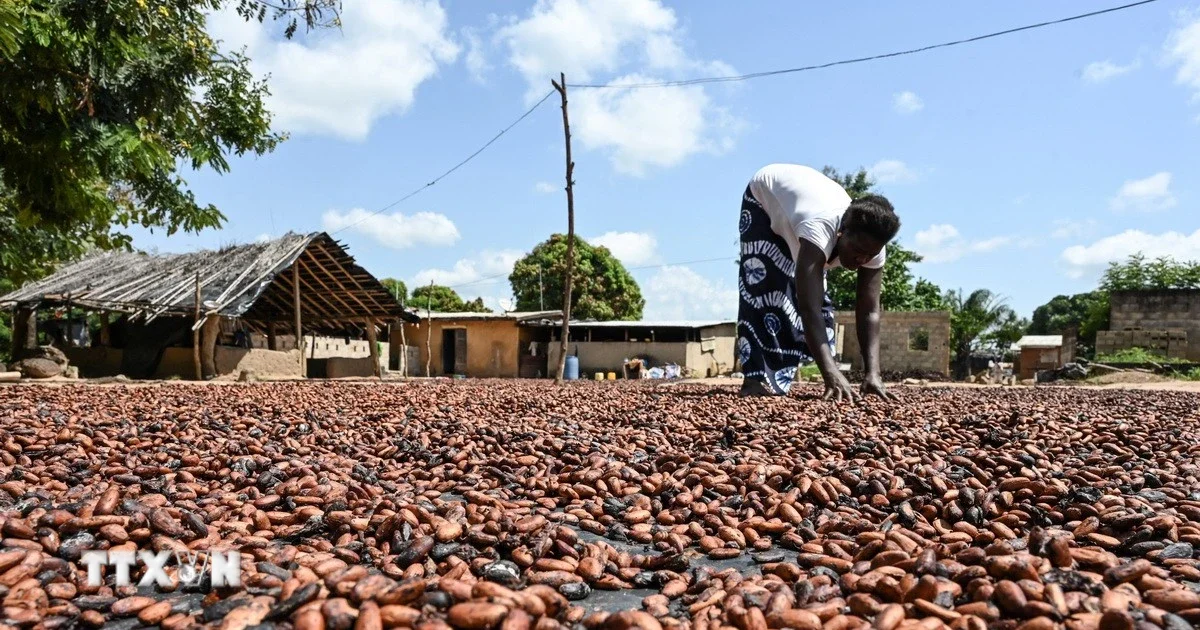 Chính phủ Nigeria cấm xuất khẩu hạt cacao thô: Tác động và cơ hội