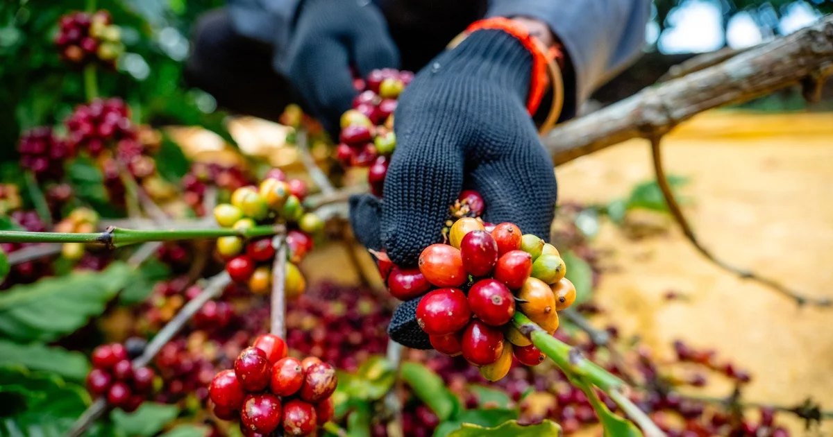 Từ câu chuyện hạt Robusta Việt: Áp lực tái cấu trúc chuỗi giá trị hàng hóa và tác động đến dòng vốn đầu tư vào nông sản chế biến sâu tại Việt Nam? Nhìn từ góc độ chi phí cơ hội vùng nguyên liệu và rào cản gia nhập thị trường chế biến xuất khẩu, với sự tham gia chi phối của khối FDI trong bối cảnh EU siết chặt tiêu chuẩn ESG và truy xuất nguồn gốc (EU Deforestation Regulation).