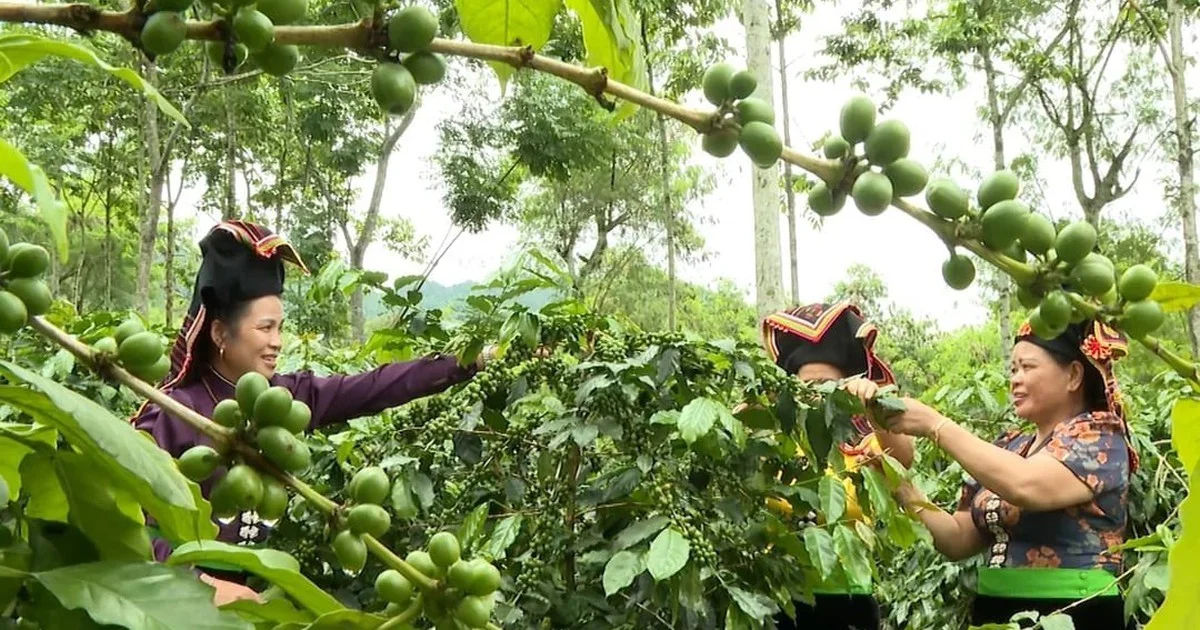 Từ chiến lược nông nghiệp xanh Điện Biên: Nhìn về áp lực cung hàng hóa và cơ hội đầu tư chuỗi giá trị nông sản