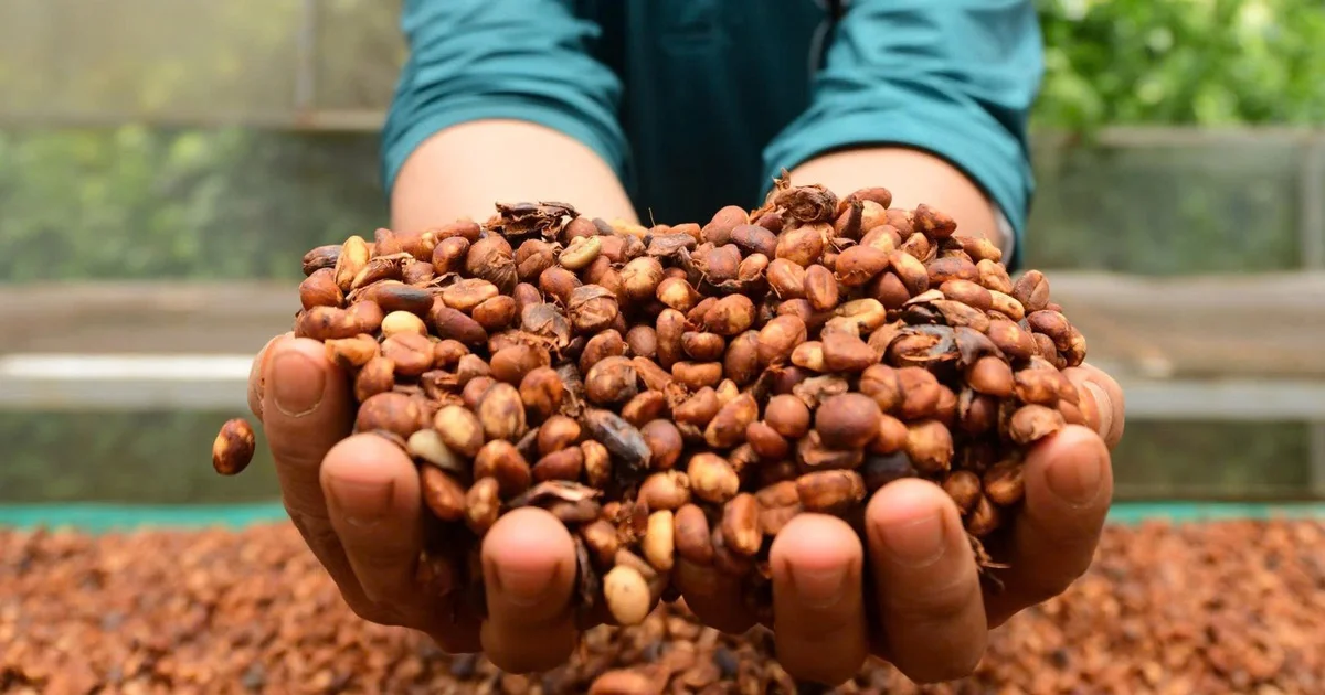 Giá cà phê khép lại tuần biến động bằng phiên giảm: Áp lực chốt lời hay tín hiệu đảo chiều cung-cầu?