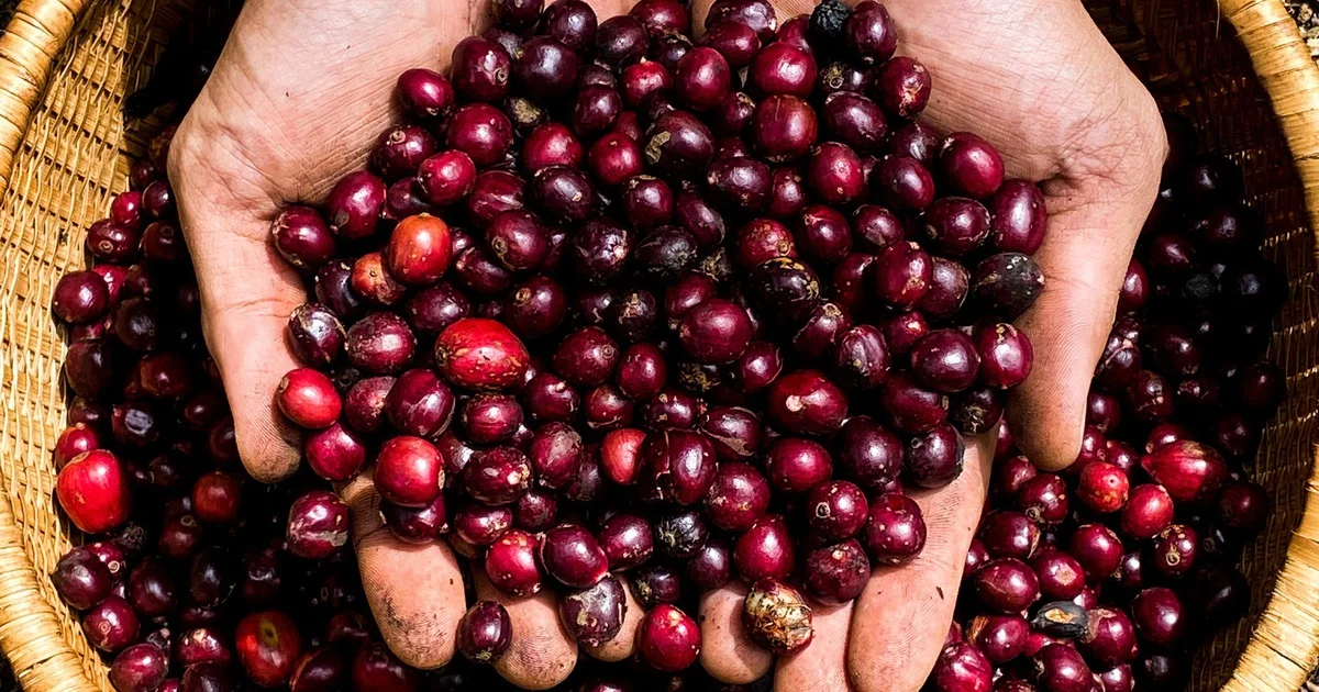 Từ câu chuyện cà phê Việt nhìn về áp lực chất lượng và dư địa giá trị trong thị trường hàng hóa