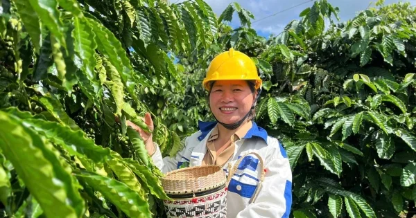 Giá cà phê bật tăng mạnh 1.500 đồng/kg – Tín hiệu phục hồi hay biến động ngắn hạn?
