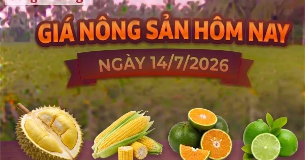 Giá nông sản hôm nay 14/7: Từ hiện tượng cam sành tăng mạnh nhìn về cung - cầu và áp lực giá hàng hóa nội địa