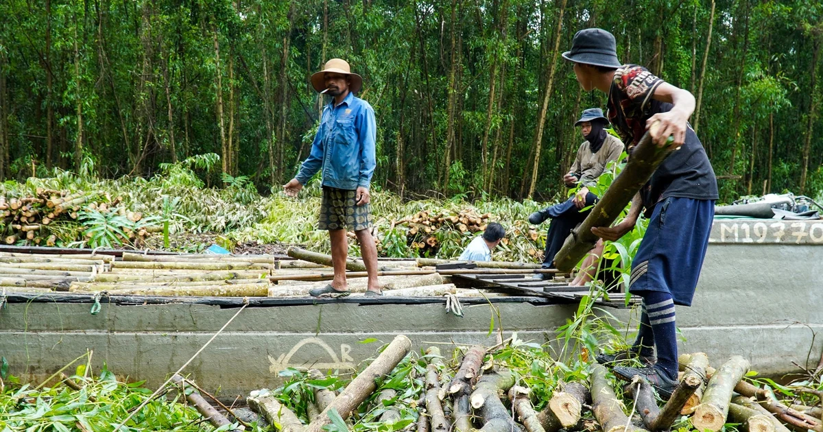 Cây keo lai Cà Mau: Cơ hội 'hóa vàng' và tác động đến chuỗi giá trị gỗ rừng trồng