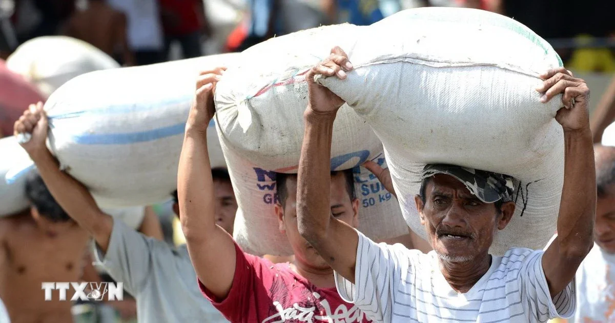 Kỷ lục nhập khẩu gạo của Philippines: Tín hiệu căng thẳng nguồn cung và áp lực lạm phát lương thực