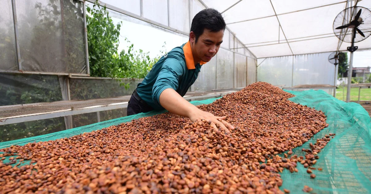 EUDR cận kề: Áp lực chi phí tuân thủ và bài toán truy xuất nguồn gốc của ngành cà phê Việt Nam