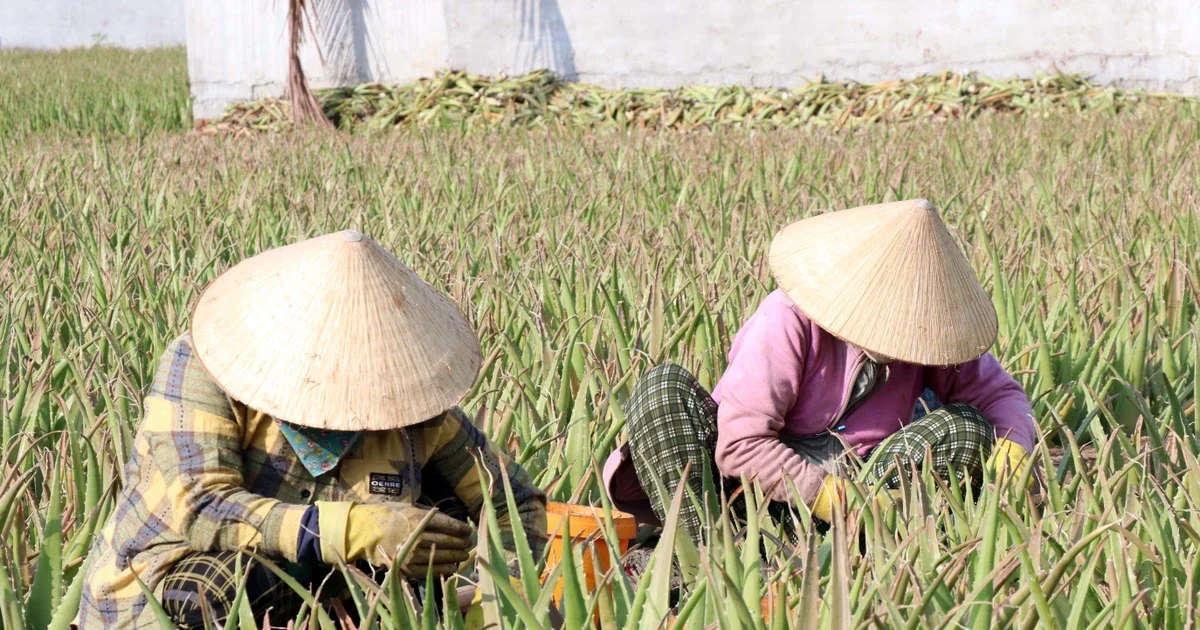 Từ câu chuyện nha đam Khánh Hòa: Áp lực thanh khoản và chuỗi giá trị nông sản dưới góc nhìn dòng tiền