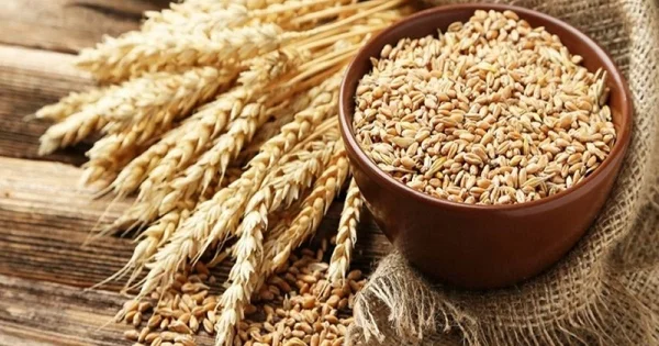 Giá lúa mì tăng mạnh: Nguồn cung thắt chặt từ Biển Đen đến Mỹ và tác động đến thị trường hàng hóa
