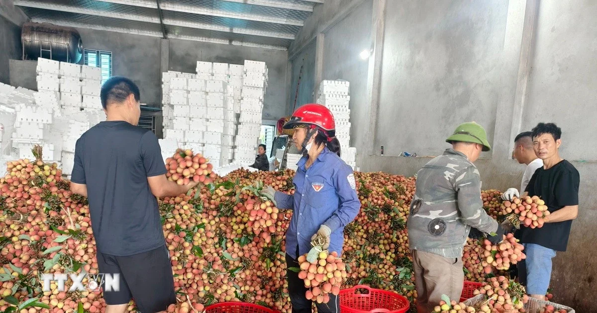 Từ nghịch lý sản lượng giảm – doanh thu tăng của vải thiều Bắc Ninh: Bài học về chuỗi giá trị và khả năng chống chịu của nông sản xuất khẩu