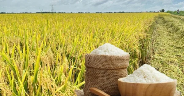 Giá lúa gạo hôm nay ngày 22/7/2026: Gạo xuất khẩu tiếp đà tăng