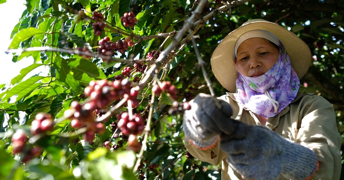 Từ bài toán caffeine của Robusta: Áp lực định giá và rủi ro phụ thuộc sàn London