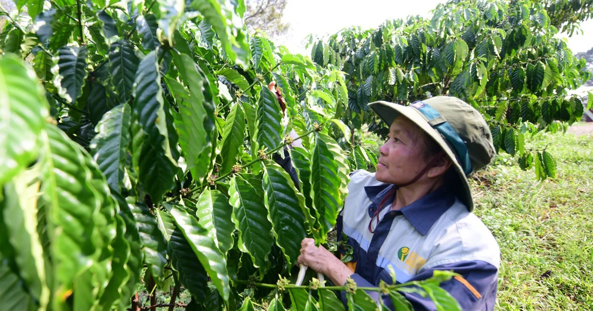 Áp lực tuân thủ EUDR: Chi phí dữ liệu và rủi ro gián đoạn chuỗi cung ứng hàng hóa xuất khẩu của Việt Nam