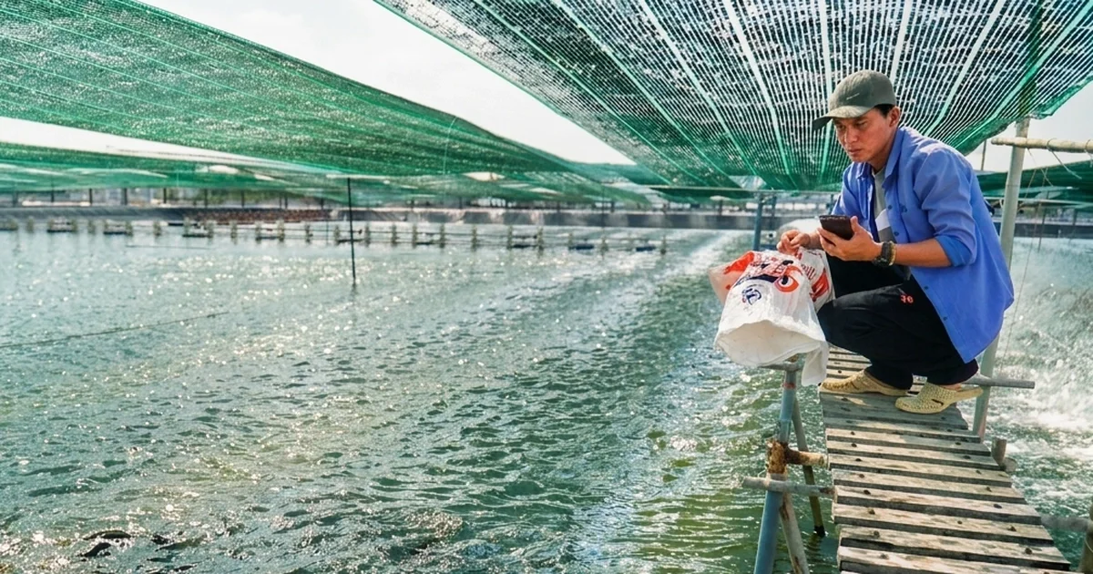 Từ dự án FAST-V của USDA: Chuỗi giá trị cá rô phi Việt Nam và tác động đến ngành hàng thủy sản
