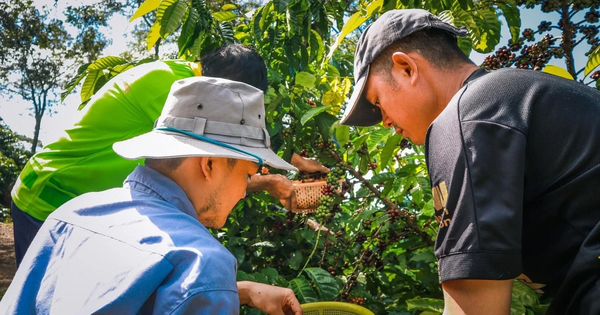 Hội thảo 'Nâng chất Robusta Việt từ gốc': Tín hiệu chuyển dịch chuỗi cung ứng cà phê toàn cầu?