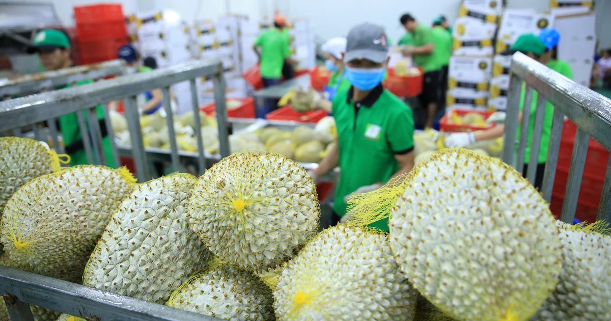 Từ mục tiêu 100 tỉ USD xuất khẩu nông lâm thủy sản: Áp lực tăng trưởng và tác động đến dòng vốn đầu tư