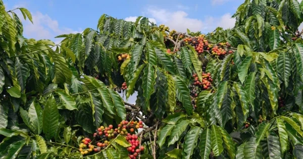 Giá cà phê đi ngang quanh 95.000 đồng/kg: Áp lực từ đảo chiều giá xuất khẩu và rủi ro thời tiết El Niño