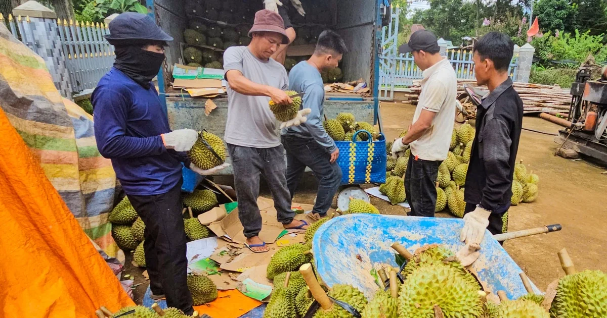 Giá sầu riêng 'xuống đáy': Phân tích rủi ro thanh khoản và biến động cung - cầu hàng hóa thực