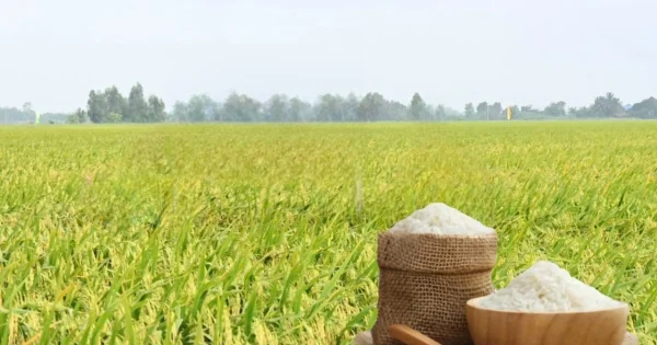 Giá lúa gạo ngày 15/7/2026: Gạo nguyên liệu xuất khẩu tăng nhẹ – Tín hiệu từ chuỗi cung ứng lúa gạo khu vực