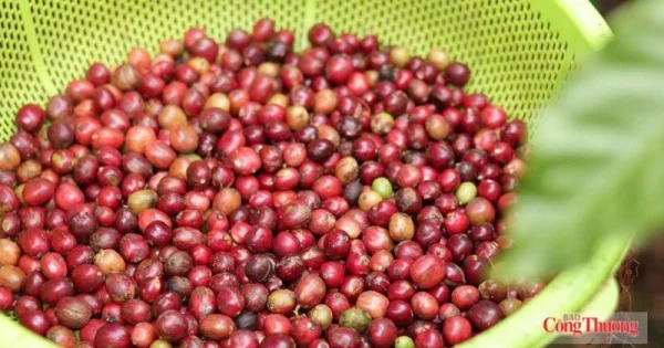 Giá cà phê thế giới đồng loạt giảm: Áp lực ký quỹ, USD mạnh và nguồn cung Brazil đè nặng thị trường